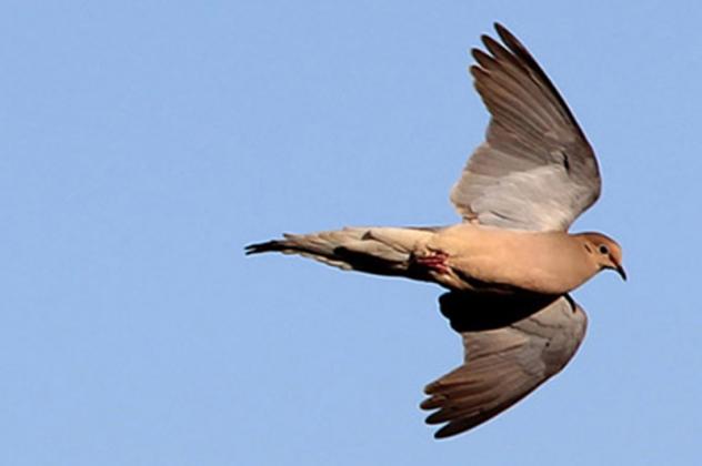 Article Image Alt Text