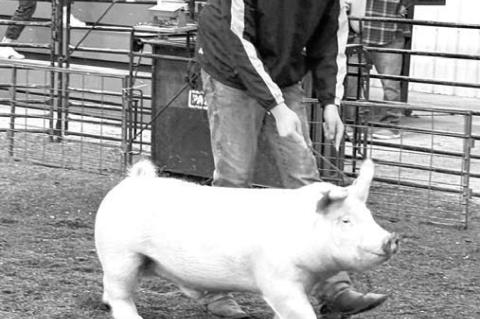 OKARCHE FFA has not only had success in the stock show ring - with the likes of Kade Henrichs (above left) and Jay Paradis (above right) at the Kingfi sher County Junior Livestock Show, but chapter members have also been putting in the hours in their very