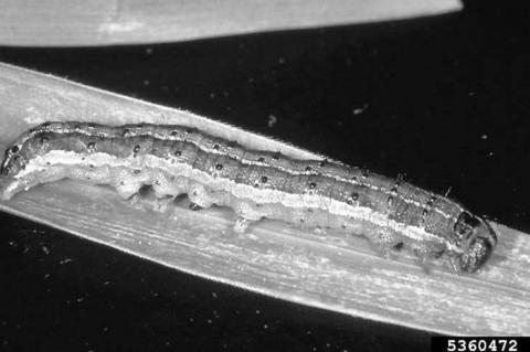 Armyworms marching on county, state