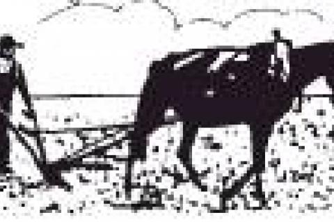 Article Image Alt Text