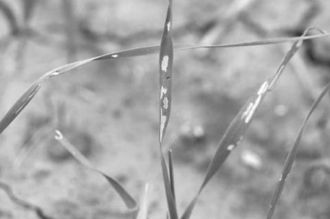 Armyworms marching on county, state