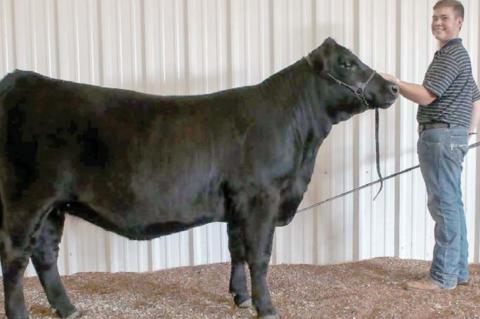 Junior Livestock Show Grand Champions