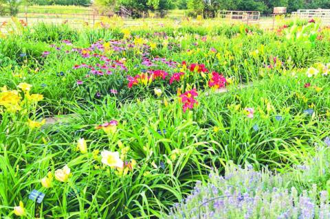 Lemon Dreams & Aliens on the Run