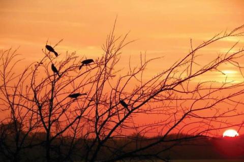 DOWN CAME THE BLACKBIRDS