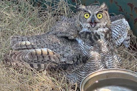 Trucker, trooper and friends rescue owl