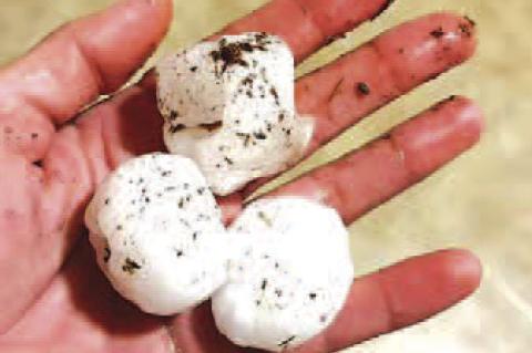 HEADS UP - Hail fell on the north end of Kingfisher County late Saturday night. Rachel Farnsworth lives east and north of Hennessey and reported hail the size of baseballs that damaged her vehicle (top and bottom left photos). Darla O’Brien showed off g