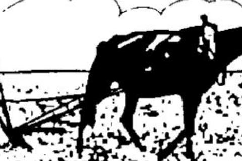 Article Image Alt Text