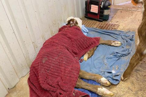 DEEP FREEZE DELIVERIES