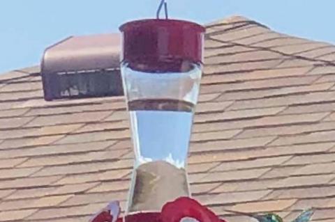 Article Image Alt Text