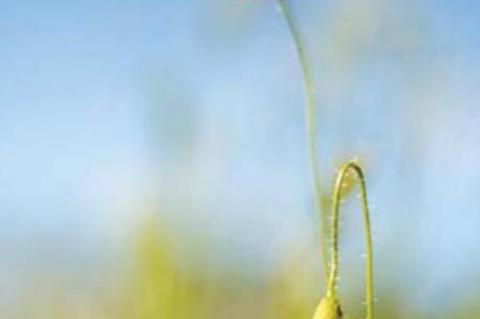 ALA poppy distribution is Monday