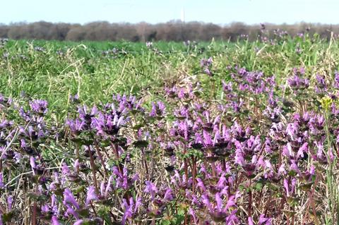 Article Image Alt Text