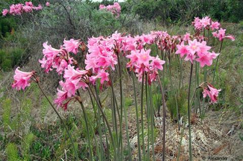 Article Image Alt Text