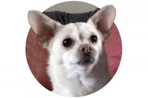 Article Image Alt Text